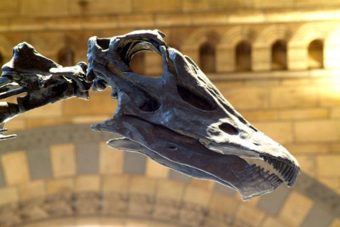 Dippy Corporate packages with Dippy