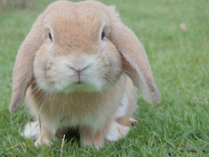 Easter