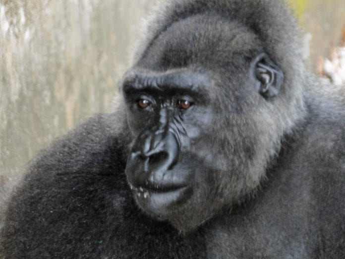 rsz_1cross_river_gorilla_I_love_newcastle_magazine_