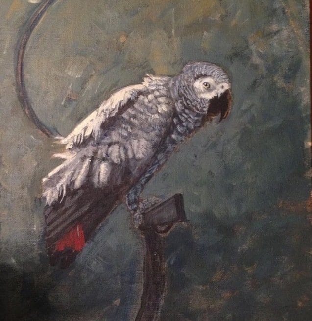 rsz_1west_african_grey_parrot_I_love_newcastle_magazine_